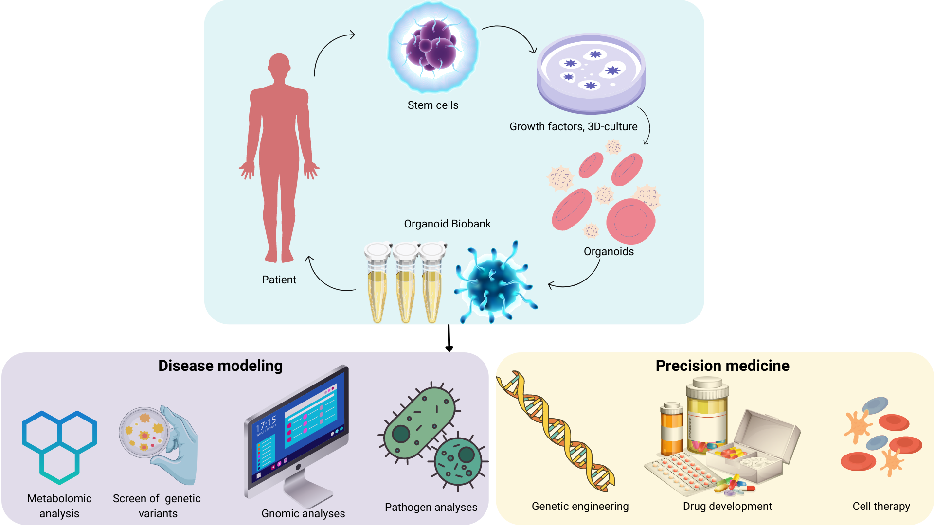 What are organoids bioway tech